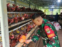 Produksi Telur Capai 30 Kg per Hari, Babinsa Koramil 08/Lemahabang Cek Ketahanan Pangan di Desa Ciantra