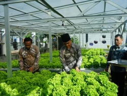Dukung Asta Cita Presiden, Lapas Makassar Hijaukan Pembinaan Melalui Panen Selada Untuk Ketahanan Pangan Nasional