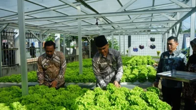 Dukung Asta Cita Presiden, Lapas Makassar Hijaukan Pembinaan Melalui Panen Selada Untuk Ketahanan Pangan Nasional