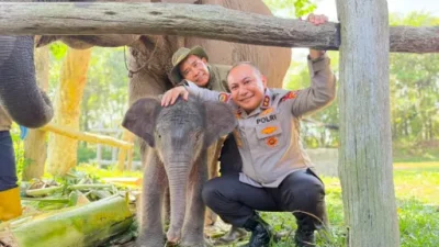 Kapolda Riau Namai Anak Gajah Tesso Nilo “Nona Seroja”, Simbol Harapan Baru Konservasi